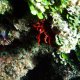 46- Corail rouge 